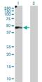 EFEMP2 antibody, H00030008-D01P, Novus Biologicals, Western Blot image 