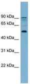 Zinc Finger Protein 662 antibody, TA339848, Origene, Western Blot image 