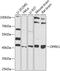 Opioid Receptor Kappa 1 antibody, 23-499, ProSci, Western Blot image 