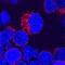 IL-12 antibody, BAF219, R&D Systems, Western Blot image 