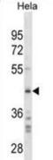 SPARC antibody, abx025530, Abbexa, Western Blot image 