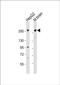 Ral GTPase Activating Protein Catalytic Alpha Subunit 1 antibody, PA5-72292, Invitrogen Antibodies, Western Blot image 
