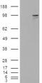 Taste 1 Receptor Member 2 antibody, 45-695, ProSci, Western Blot image 