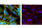 Parkinsonism Associated Deglycase antibody, 5933P, Cell Signaling Technology, Immunofluorescence image 