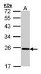 Glutathione Peroxidase 2 antibody, PA5-27150, Invitrogen Antibodies, Western Blot image 