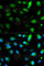 F11 Receptor antibody, A1241, ABclonal Technology, Immunofluorescence image 