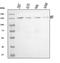 Kinesin Family Member 7 antibody, A04321-3, Boster Biological Technology, Western Blot image 