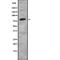 Semaphorin-3C antibody, PA5-67973, Invitrogen Antibodies, Western Blot image 