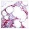 Activating Transcription Factor 2 antibody, AP02330PU-N, Origene, Immunohistochemistry paraffin image 