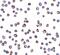 CASP2 And RIPK1 Domain Containing Adaptor With Death Domain antibody, GTX28425, GeneTex, Immunofluorescence image 