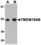 Transmembrane Protein 184A antibody, A12774, Boster Biological Technology, Western Blot image 