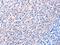 Epidermal Growth Factor antibody, orb518855, Biorbyt, Immunohistochemistry paraffin image 