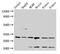 Tyrosine 3-Monooxygenase/Tryptophan 5-Monooxygenase Activation Protein Beta antibody, CSB-PA01544A0Rb, Cusabio, Western Blot image 