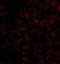 Interleukin 33 antibody, 4273, ProSci, Immunofluorescence image 