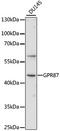 G Protein-Coupled Receptor 87 antibody, LS-C750132, Lifespan Biosciences, Western Blot image 