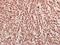 Zinc Finger E-Box Binding Homeobox 2 antibody, A01169-1, Boster Biological Technology, Immunohistochemistry frozen image 