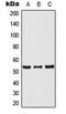 p53 antibody, LS-C354271, Lifespan Biosciences, Western Blot image 