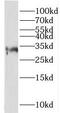 Collectrin, Amino Acid Transport Regulator antibody, FNab08778, FineTest, Western Blot image 