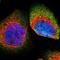 Nbak2 antibody, HPA016664, Atlas Antibodies, Immunofluorescence image 