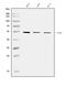 TEA Domain Transcription Factor 1 antibody, A03263-2, Boster Biological Technology, Western Blot image 