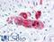 Secretagogin, EF-Hand Calcium Binding Protein antibody, LS-B4496, Lifespan Biosciences, Immunohistochemistry frozen image 