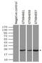 Crystallin Alpha B antibody, GTX84659, GeneTex, Immunoprecipitation image 