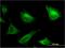 Proline Rich And Gla Domain 1 antibody, H00005638-M05, Novus Biologicals, Immunofluorescence image 