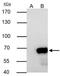 Nucleoporin 62 antibody, NBP1-31381, Novus Biologicals, Immunoprecipitation image 