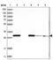 Eukaryotic Translation Elongation Factor 1 Beta 2 antibody, NBP2-37875, Novus Biologicals, Western Blot image 