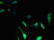 Tetraspanin 14 antibody, LS-C378814, Lifespan Biosciences, Immunofluorescence image 