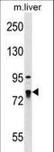 La Ribonucleoprotein Domain Family Member 4 antibody, LS-C160030, Lifespan Biosciences, Western Blot image 