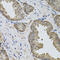 Immunoglobulin Superfamily Member 3 antibody, 23-109, ProSci, Immunohistochemistry frozen image 