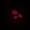 Ring Finger Protein 144A antibody, orb214931, Biorbyt, Immunofluorescence image 