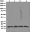 Thioredoxin antibody, ab133524, Abcam, Western Blot image 