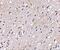 BAI1 Associated Protein 3 antibody, NBP2-41080, Novus Biologicals, Immunohistochemistry paraffin image 