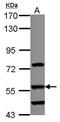 Dihydrouridine Synthase 2 antibody, PA5-31853, Invitrogen Antibodies, Western Blot image 