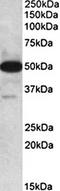 Thioredoxin Domain Containing 5 antibody, orb22482, Biorbyt, Western Blot image 