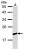 BCL2 Like 10 antibody, PA5-22190, Invitrogen Antibodies, Western Blot image 