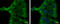 Alpha-1-Microglobulin/Bikunin Precursor antibody, GTX101068, GeneTex, Immunofluorescence image 