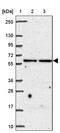 ELN antibody, PA5-63369, Invitrogen Antibodies, Western Blot image 