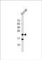 BTG Anti-Proliferation Factor 4 antibody, PA5-49030, Invitrogen Antibodies, Western Blot image 