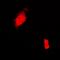 Cold Inducible RNA Binding Protein antibody, orb377997, Biorbyt, Immunofluorescence image 