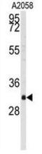WW Domain Binding Protein 2 antibody, GTX81293, GeneTex, Western Blot image 