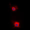 Insulin Receptor Substrate 1 antibody, GTX32400, GeneTex, Immunofluorescence image 