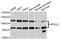 Nuclear Factor, Erythroid 2 Like 2 antibody, abx126236, Abbexa, Western Blot image 