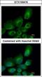 Ubiquitin Conjugating Enzyme E2 B antibody, GTX100416, GeneTex, Immunocytochemistry image 