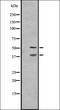 Interleukin 27 antibody, orb335507, Biorbyt, Western Blot image 