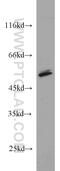 KAP2 antibody, 10142-2-AP, Proteintech Group, Western Blot image 
