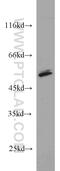 Protein Kinase CAMP-Dependent Type II Regulatory Subunit Alpha antibody, 10142-2-AP, Proteintech Group, Western Blot image 