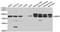 Guanine Monophosphate Synthase antibody, orb247520, Biorbyt, Western Blot image 
